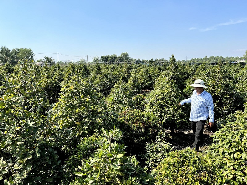 Dịch vụ chăm sóc mai tại nhà